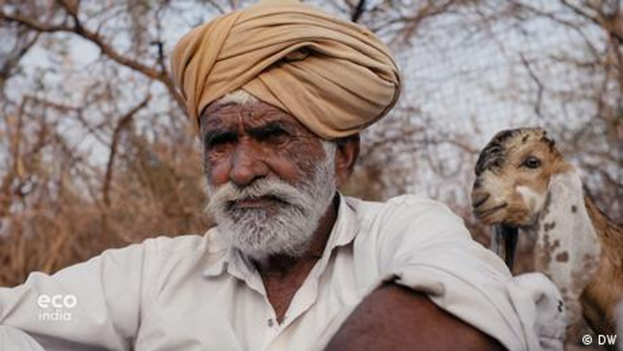 Ancient sheep breed and 'ecosystem guardian' under threat