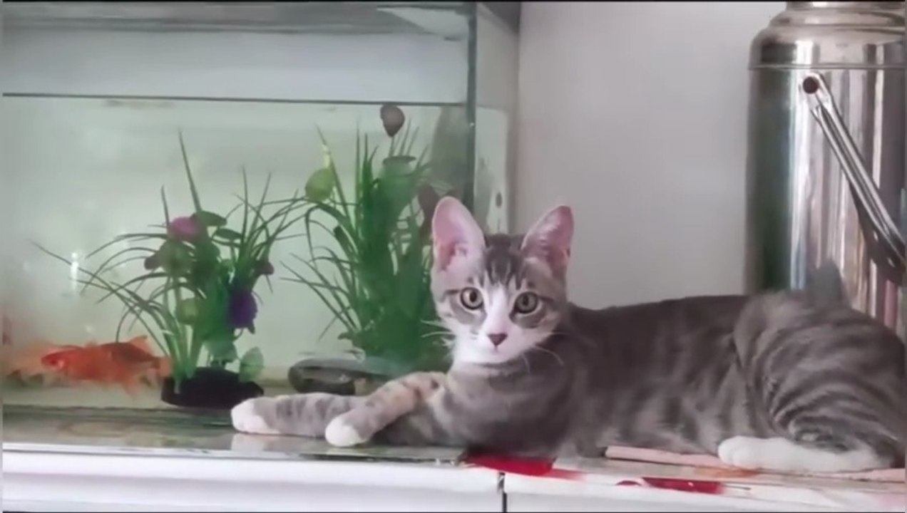 Funniest Cats and Dogs Clips 2026 | Try Not To Laugh