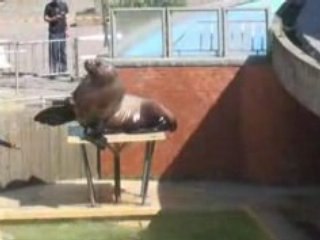 Le lion de mer du nord le Pirate.