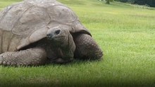 Jonathan, World’s Oldest Tortoise, Is 'Very Much Alive’ Aged 193 Despite Crypto Death Hoax