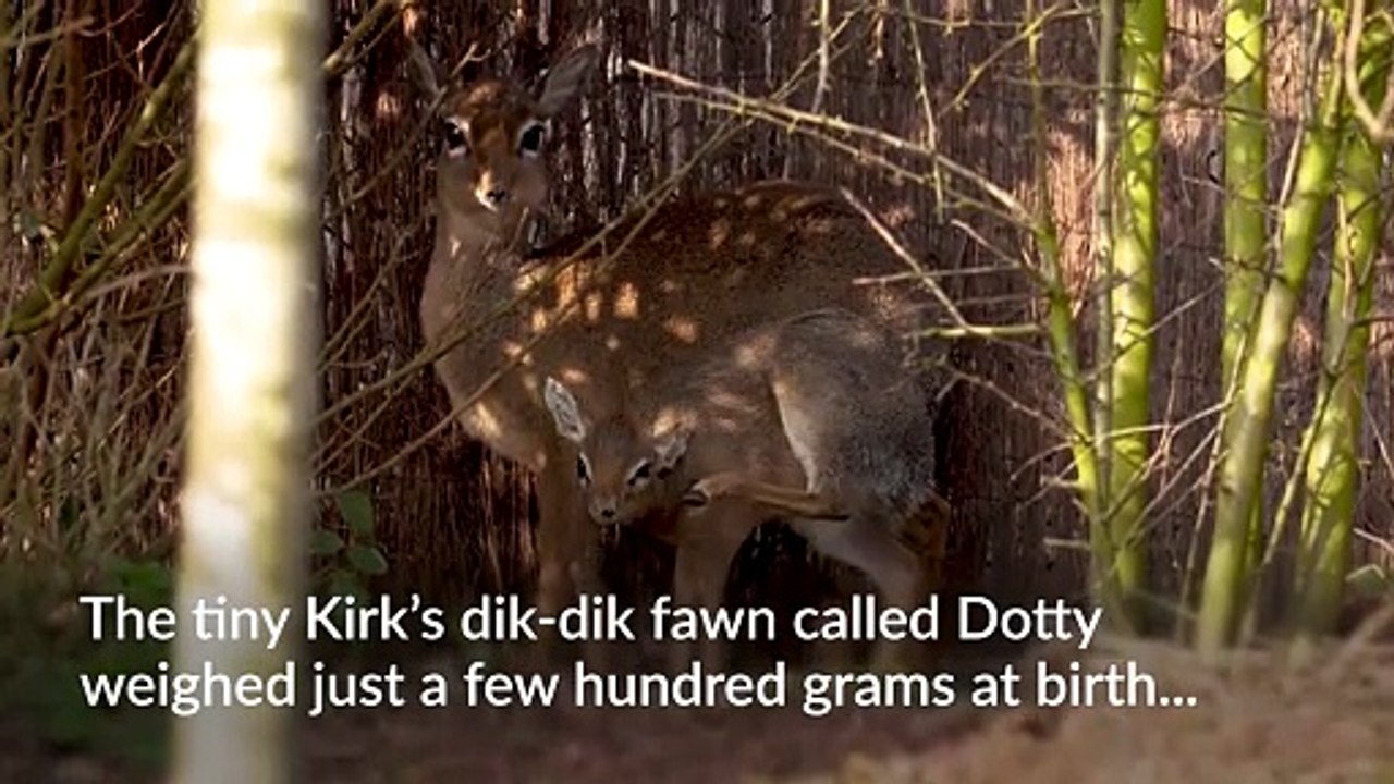 Tiny antelope takes its first steps at Chester Zoo
