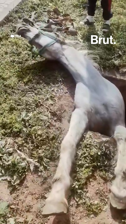 Un cheval sauvé après une chute dans une bouche d’égout.