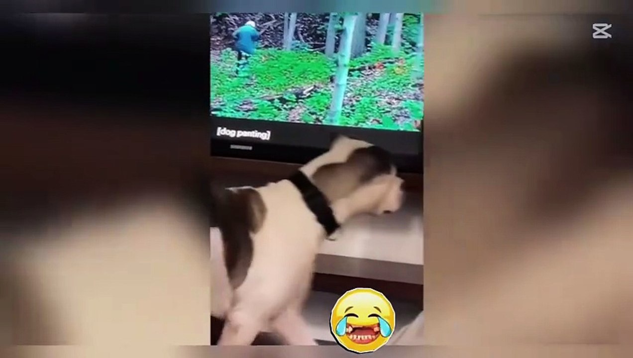 Funny Cat Videos That Will Make Your Day  2026