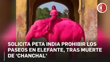 Urge PETA India prohibir los paseos en elefante, tras muerte de ‘Chanchal’, ejemplar teñido de rosa para sesión de fotos