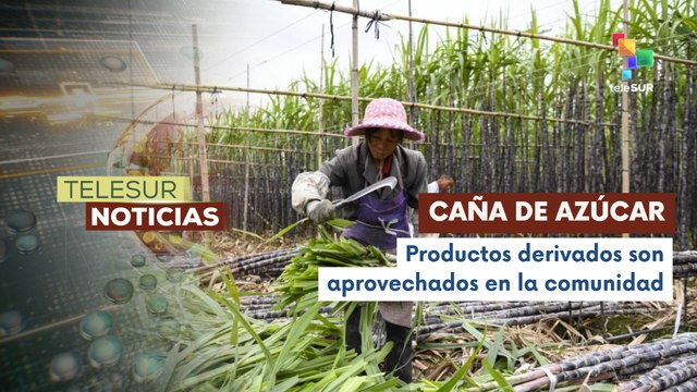 Villa Buhua lidera la producción de caña de azúcar