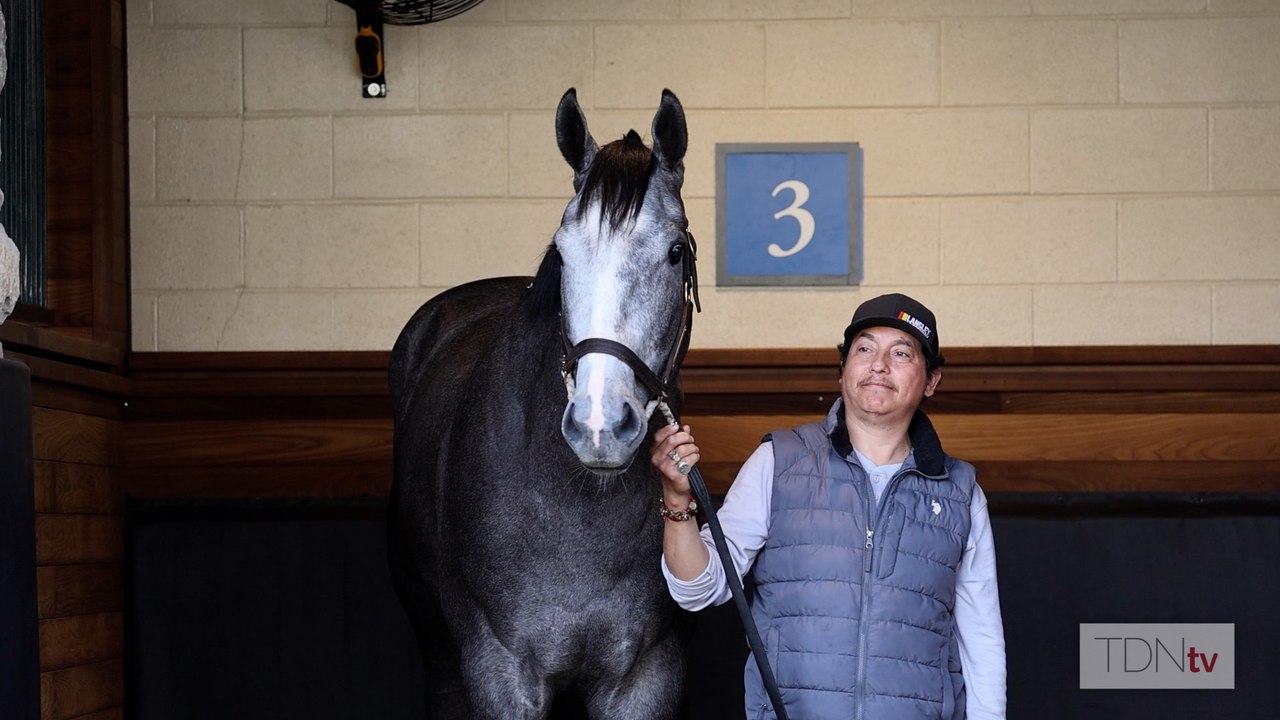 The 17.2 Hand Great White Takes on Blue Grass