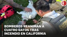 Bomberos reaniman a cuatro gatos tras incendio en California