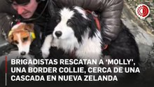 Brigadistas rescatan a perro perdido una semana después de que su dueña sufrió un accidente de senderismo en Nueva Zelanda