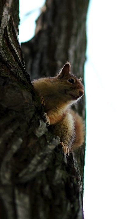 Squirrel on a Tree Branch in Its Natural Habitat