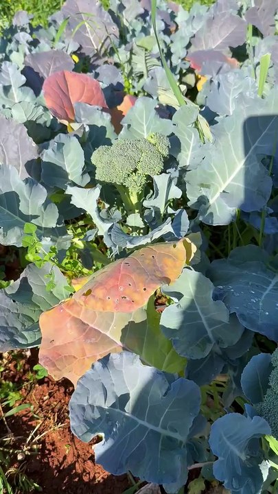 Color differences in the same broccoli leaves on the same area.