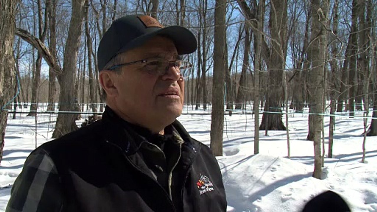 Coulées d’érable en retard : le temps des sucres au ralenti