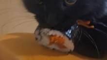 Feline Snatches Sushi and Won't Release It