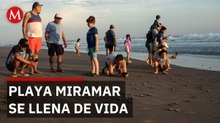 Llegan las primeras tortugas Lora a Playa Miramar
