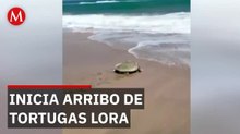Tortugas Lora desovan en Miramar bajo estricta vigilancia federal