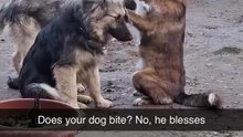 Funny dogs😂😂