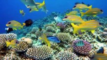 CLEAR OCEANLIFE