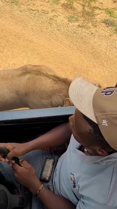 Voilà pourquoi les lions n’attaquent pas dans la nature