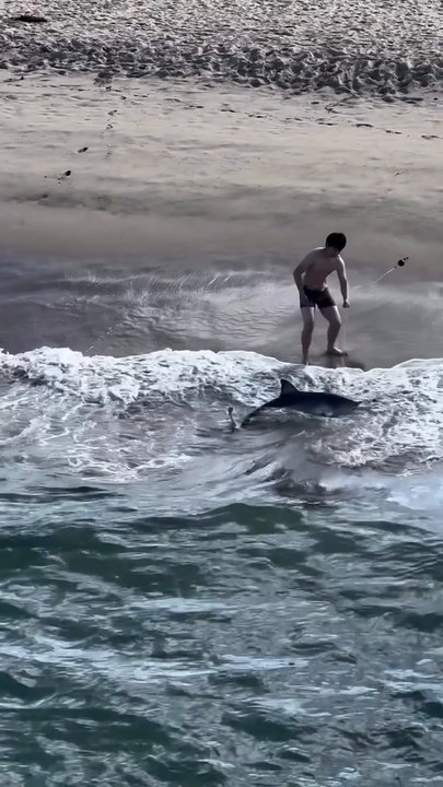 See SoCal fisherman accidentally catch a great white shark