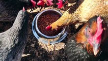 Lots of strange looks from my chickens during treat time today: baked beans.