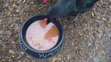 On a frozen day, chickens get a warm bowl of beef barley soup.