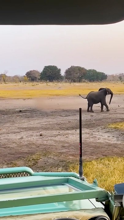 Epic Honey Badger vs Elephant Battle