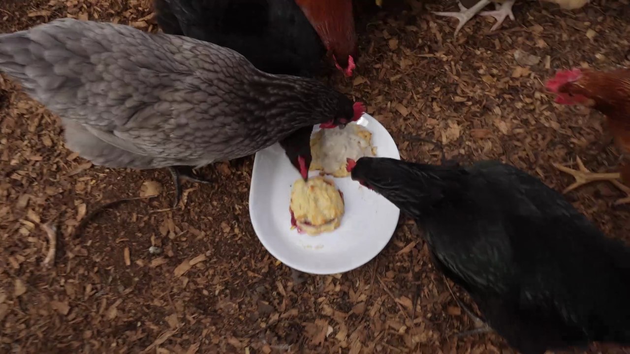 Chickens try biscuits; one with gravy, the other with jelly.