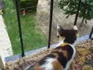 LOUNA SUR BALCON