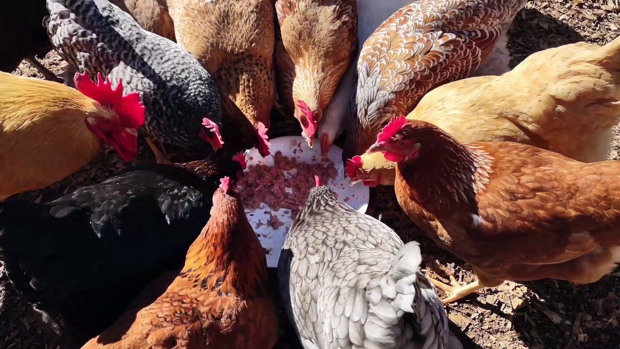 Chickens engage in high speed collective gluttony for pile of fish.