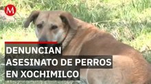 Fiscalía de la CdMx reconoce 8 casos de perros muertos en Xochimilco