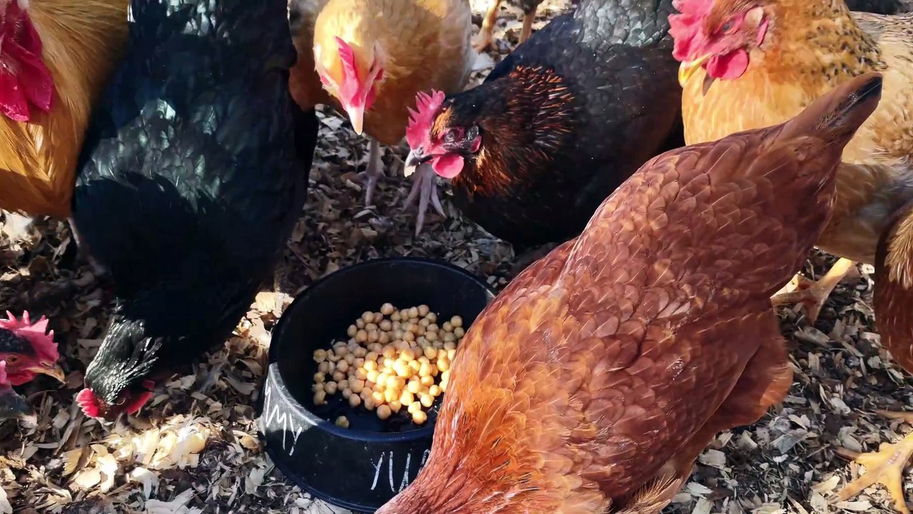 Introducing another treat to my two young flocks: chick peas (or are they garbanzo beans?).