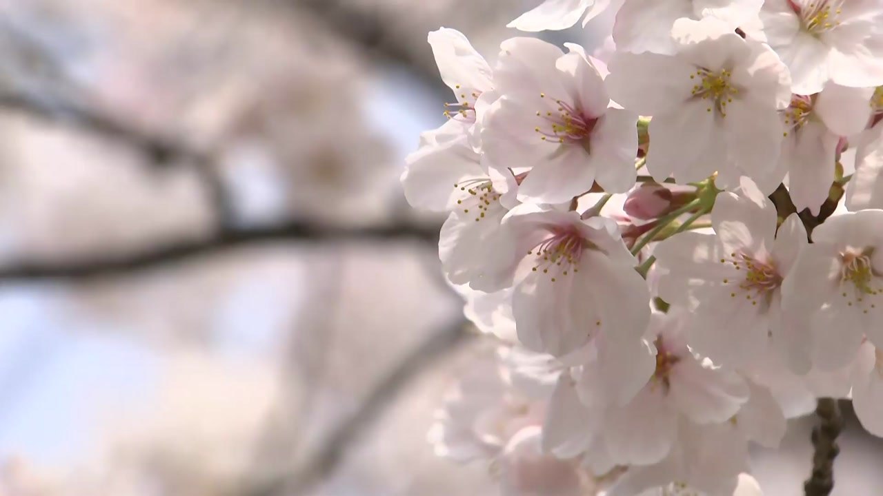 [날씨] 윤중로 분홍빛 벚꽃 '절정'...밤부터 전국 강풍 동반 비 / YTN