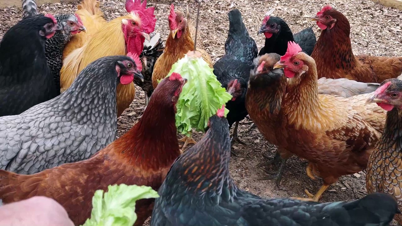 Lettuce gather for a snack.