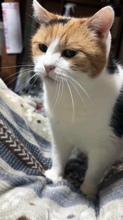 After a Good Meal, This Cat Just Chills on the Bed 😌🐱