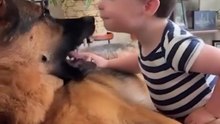 Funny German shepherd and cute dog short video 🐶😂😂😂🐾🐾🐾follow me please 🙏