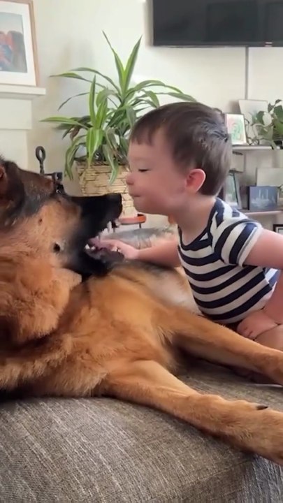 Funny German shepherd and cute dog short video 🐶😂😂😂🐾🐾🐾follow me please 🙏
