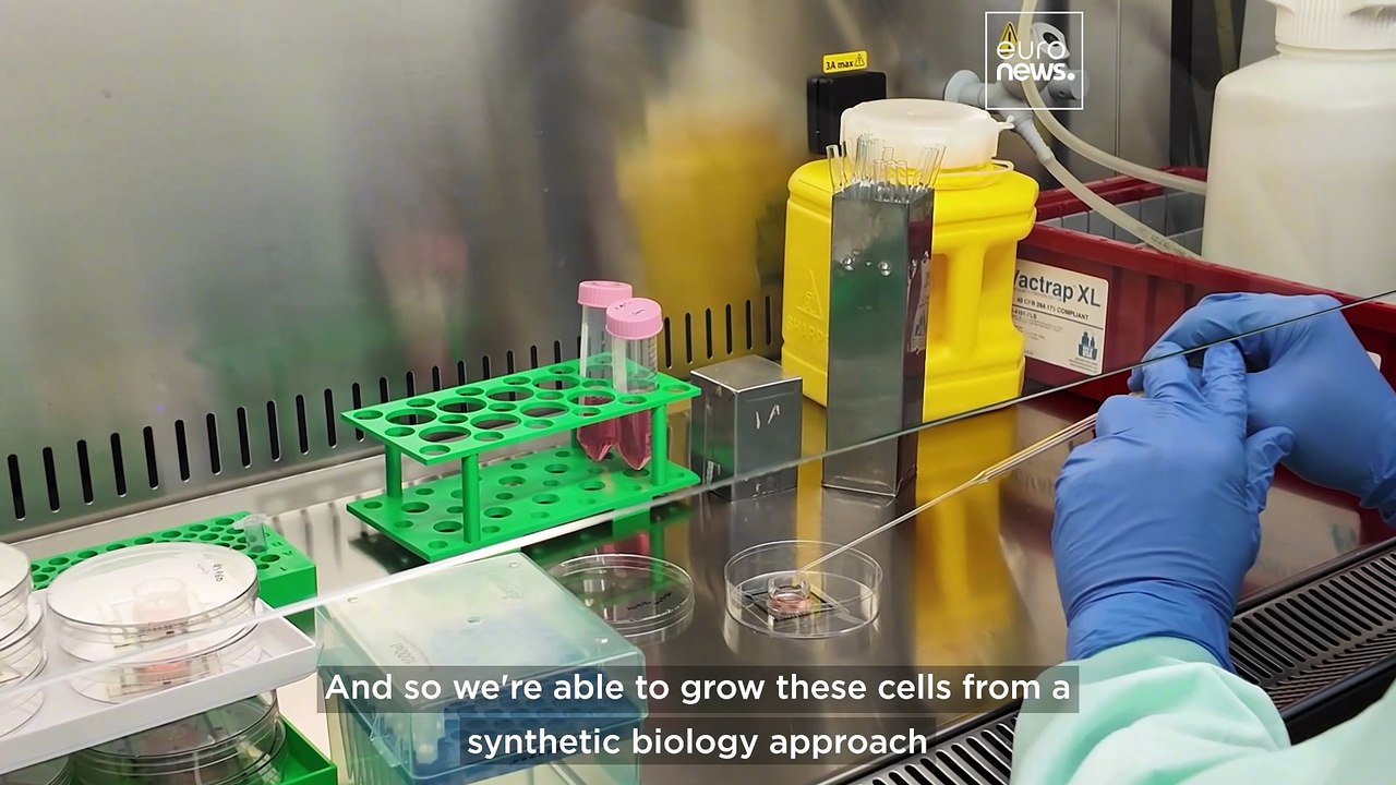 Can brain cells run computers? This startup powers data centres using human neurons
