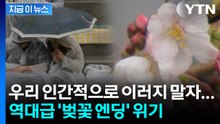 벚꽃 다 떨어지겠네...이번 주말, 겁나는 날씨 [지금이뉴스]  / YTN