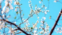 Tree View