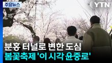 [날씨] 분홍 터널로 변한 도심...봄꽃축제 개막 '이 시각 윤중로' / YTN