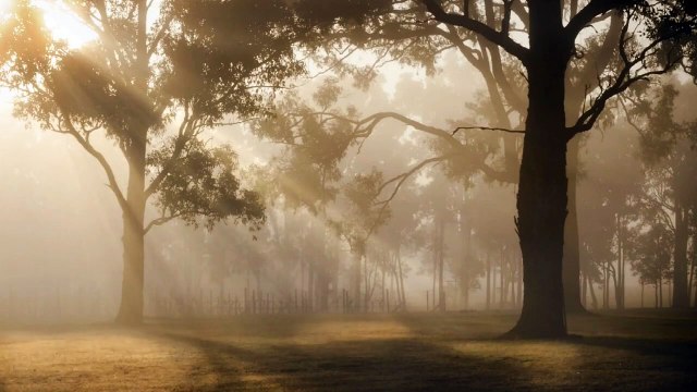 Forêt🌿 Murmurante et Carillons Éthérés _ Sons Apaisants pour Sommeil Profond, Méditation, Relax