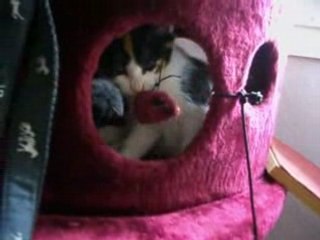 LOUNA DANS L ARBRE A CHAT