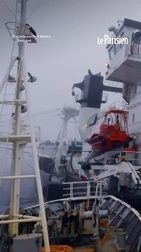 Un navire de Paul Watson percute délibérément un chalutier