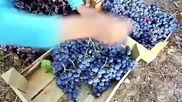 Türkiye'nin 2 eşsiz lezzeti daha Slow Food koruması altına alındı
