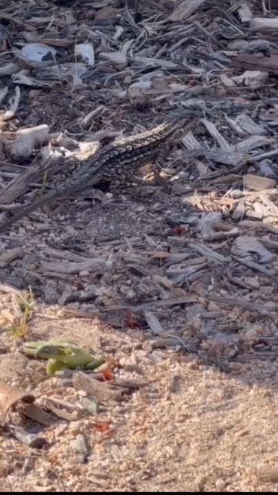 Viral! Kadal di Pantai Ini Terlihat Mengeluarkan Api