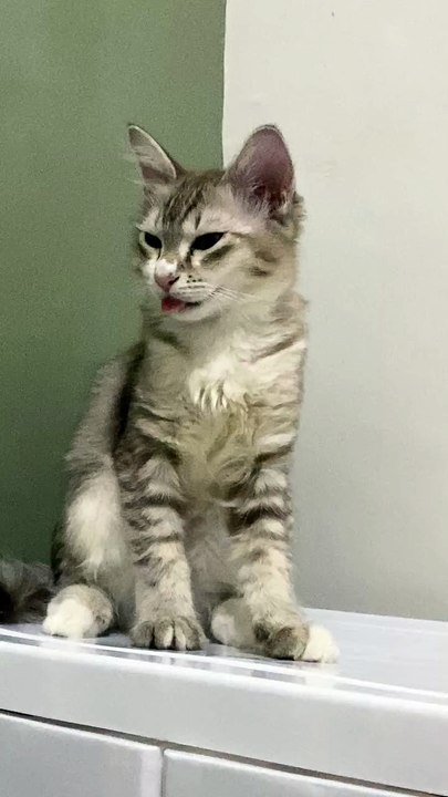 Dumb ahh cat bleps