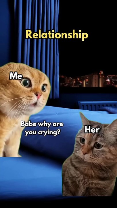 2 Cat talking Memes #cat #catmemes #katze #chat #gatos #funny