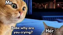 2 Cat talking Memes #cat #catmemes #katze #chat #gatos #funny