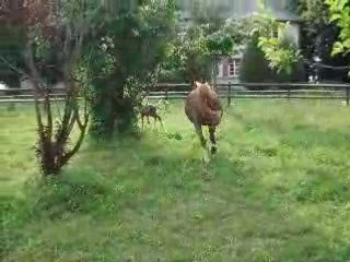 Poulain nomade 2 042