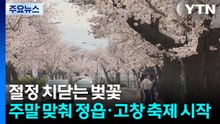 절정 치닫는 벚꽃...주말 맞춰 정읍·고창 축제 시작 / YTN