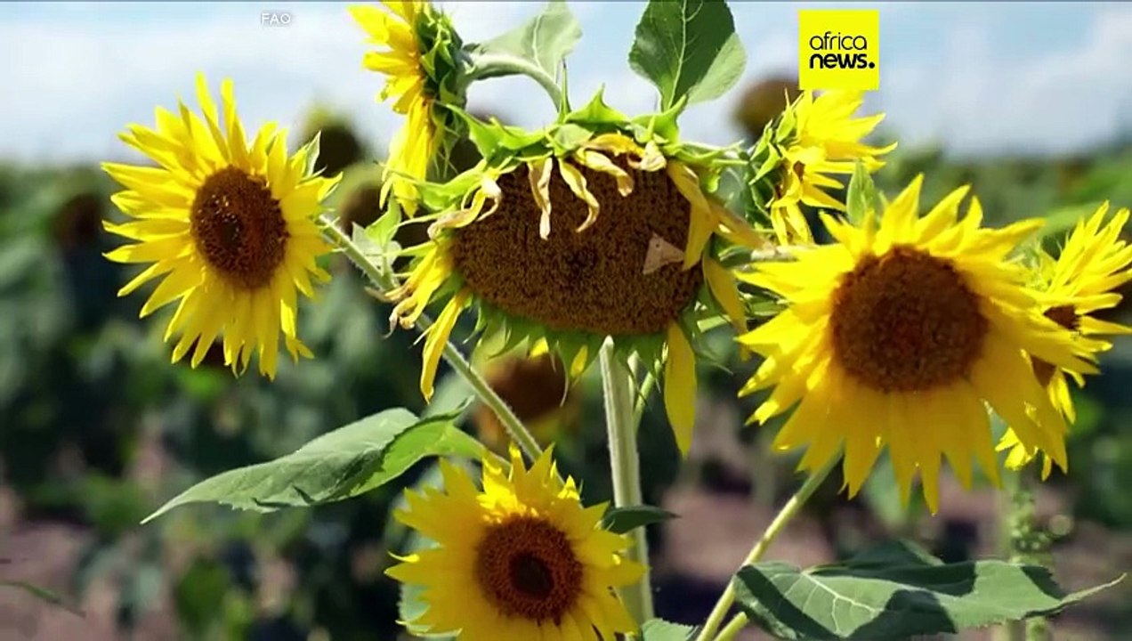 Global food prices climb again in March, the second straight monthly ...